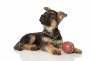 puppy-with-a-ball